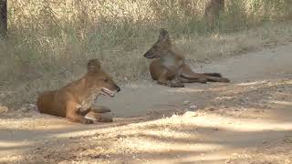 preview picture of video 'Pench pack of wild dogs'