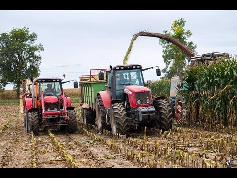 Kukurydza na Kiszonkę 2018 & 2xMassey Ferguson, 2xClaas || Rozbita szyba w MF ||