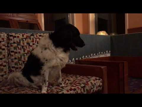 Okki lekker spelen met de pups