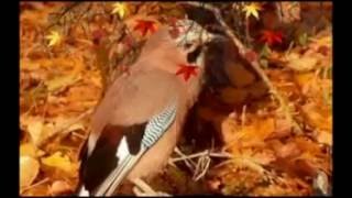 LES FEUILLES MORTE  Chantal Angélique