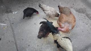 Galinha do Pescoço Pelado Junto Com Garnizés - 78