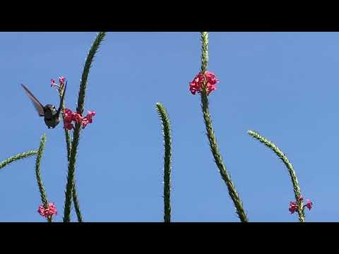 Kolibri beim Blütennektar sammeln