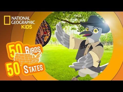 Texas - Feat. Rapper MC Tex the Mockingbird | 50 Birds, 50 States