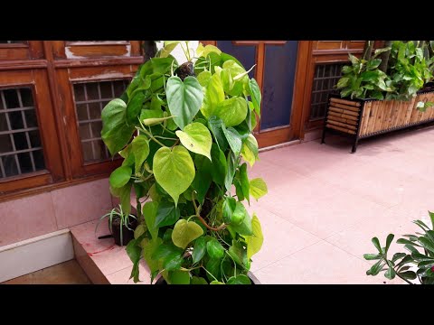 Best Philodendron - Oxycardium Care and Propagation/ Care of Oxycardium Plant