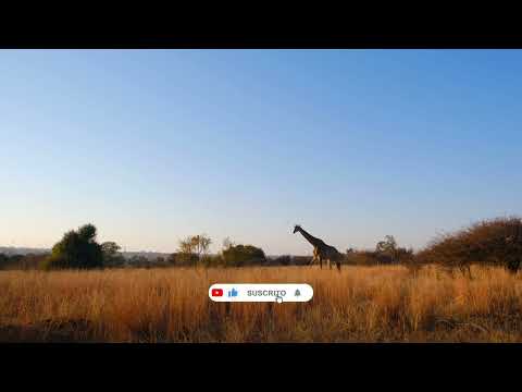 Gabriel Dominguez - CUMABA (Afro latin house)