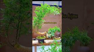 Download lagu Bonsai Bambu hijau unik mp3 Download lagu Bonsai Bambu hijau unik mp3