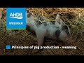 AHDB Pork Principles Of Pig Production Weaning