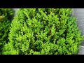 Green Mountain Boxwood
