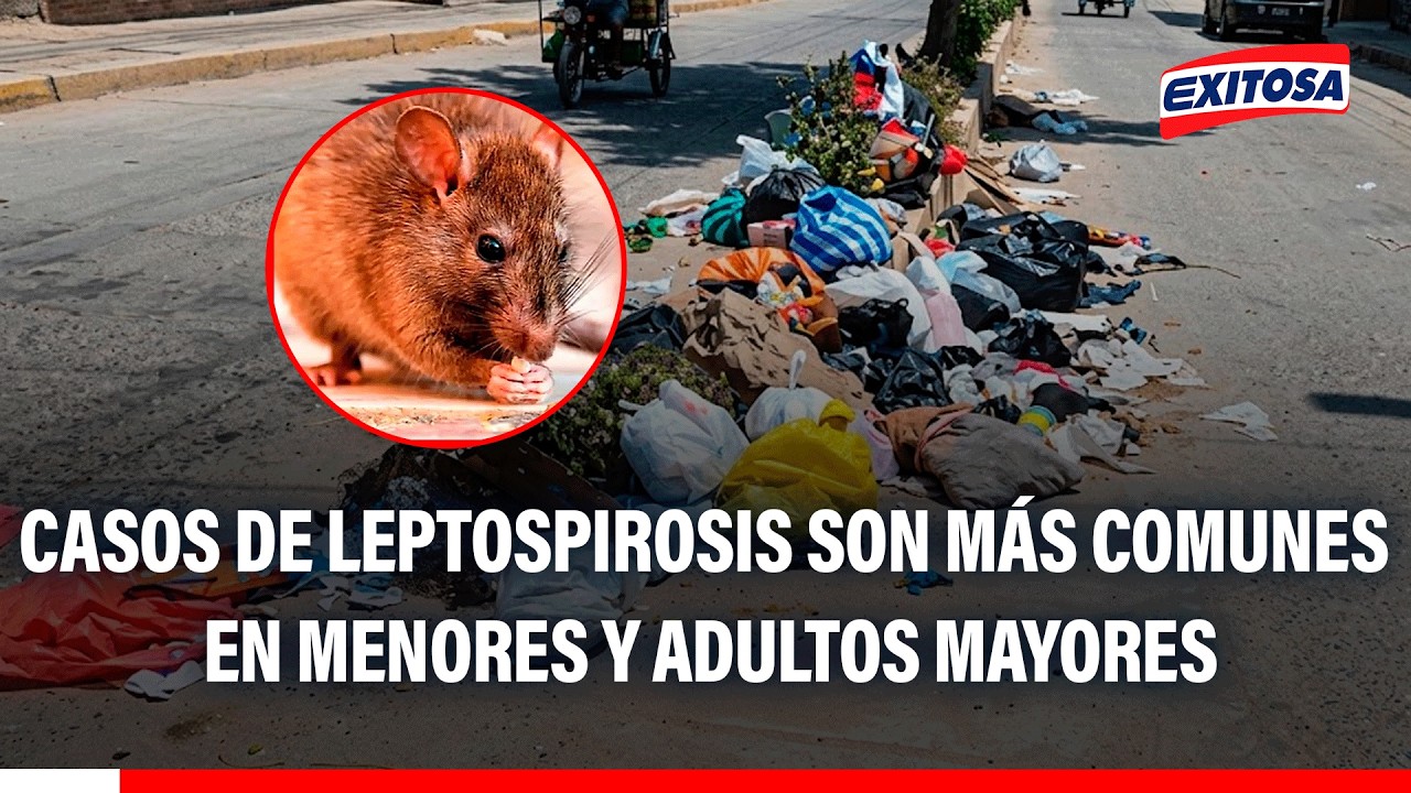 🔴🔵 Casos más comunes de leptospirosis se da en adultos mayores y niños