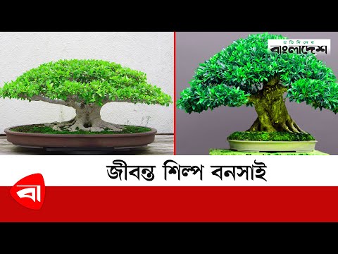 জীবন্ত শিল্প বনসাই  | Bonsai Tree | Protidiner Bangladesh