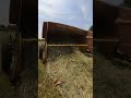 Square bales #heafnerfarms #farm #tractor #farming #shorts #fyp #family #midwest