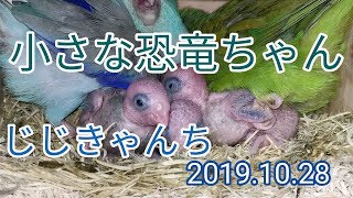 今日は巣上げして巣立ち🐣
