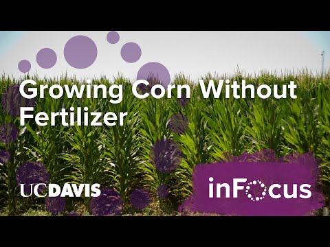 , title : 'Can We Grow One of the World’s Largest Food Crops Without Fertilizer?'