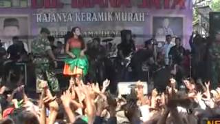 Download lagu New Pallapa  Brondong Tua ~  All Diva (Live Driyorejo 2013) mp3