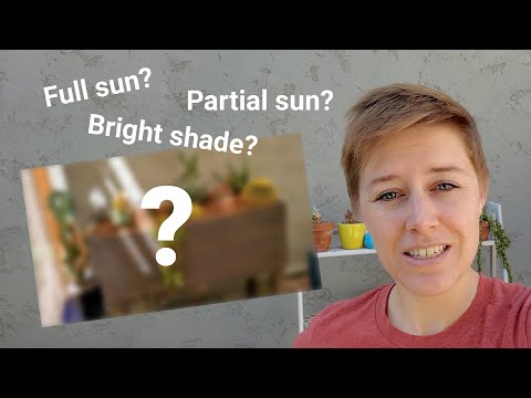 How much sun do succulents need?