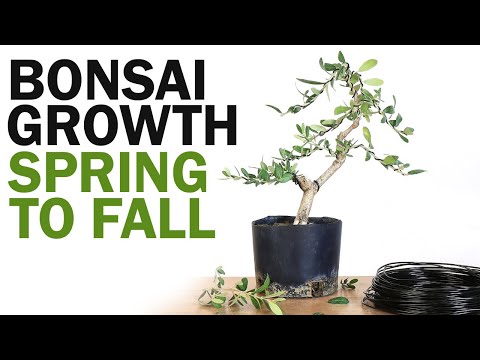 How to Make a Bonsai Tree - Spring to Fall Growth and Styling