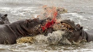 When Hippos Attack