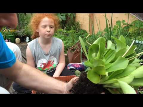 Propagating auricula