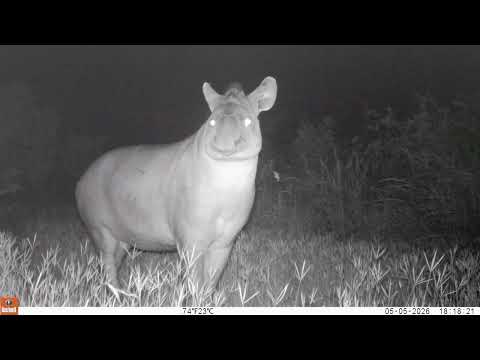 Anta (Tapirus terrestris) - Monitoramento de fauna no Cerrado de Água Clara, MS