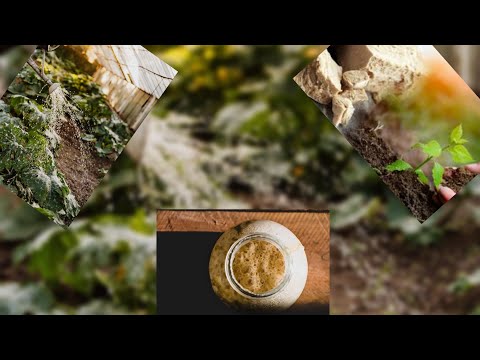 EVO KAKO DA PRIPREMITE I KORISTITE DJUBRIVO OD KVASCA ZA POVRĆE