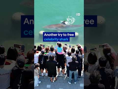Another attempt to free South Korea's celebrity shark | DW News