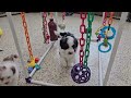 Mini Sheepadoodle dogs for sale: Tommy - Video 2