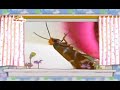 The Amazing World Butterflies