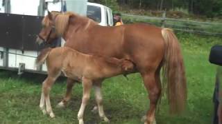 preview picture of video 'APPLE IPHONE,IPAD,IWATCH,ANDROID,PHONE,TABLET,WATCH,WINDOWS PHONE,BABY HORSE & MAMMA FEEDING TIME'