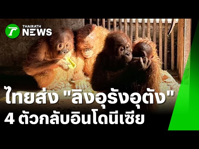 ไทยส่ง “ลิงอุรังอุตัง” 4 ตัวกลับอินโดนีเซีย : ภาวะโลกร้อง | 23 ธ.ค. 68 | ไทยรัฐเจาะประเด็น