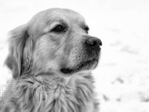 Die Superspürnasen Polizeihunde im Dienst Doku 2018 HD