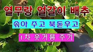 [텃밭농부 1,441]  열무랑 얼갈이 배추 솎아 주고 북돋우고 1차 웃거름 주기 #열무재배 #열무솎기 #얼…
