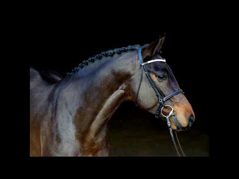 ***SOLD*** London, 4y stallion by Larimar