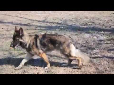 Van attacking German Shepherds!