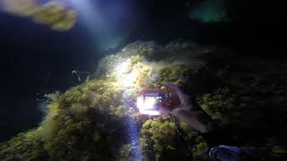 Jubilee Shoals at Night with A & S Day Dive Club