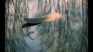 Jola Literska - Wróżby (Cover by Suzanne Vega - Predictions)