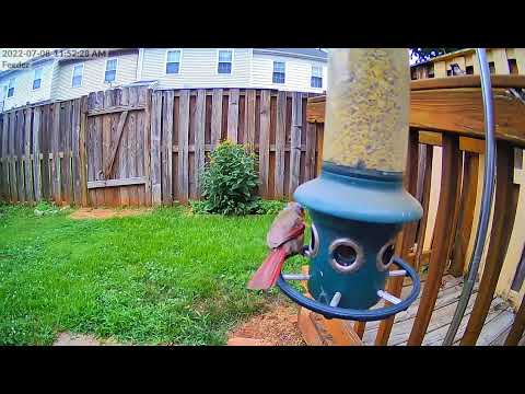Juvenile Cardinal is territorial