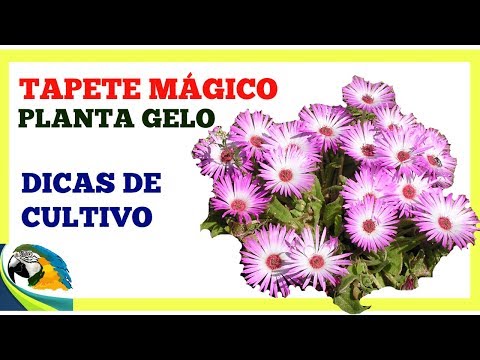 , title : 'PLANTA GELO OU TAPETE MÁGICO , PLANTA DE FÁCIL CULTIVO'