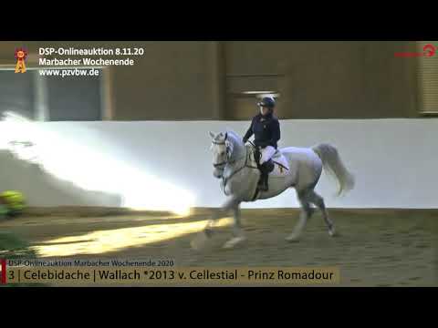 KN 3 CELEBIDACHE Präsentation, 7-j. Wallach v. Cellestial-Prinz Romadour *Marbacher Wochenende 2020*