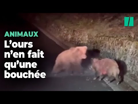 Cet ours des Pyrénées n’a laissé aucune chance à ce sanglier