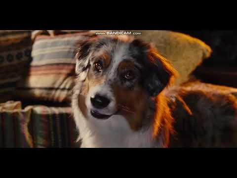 Marmaduke - The OC Rager