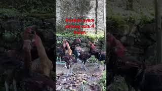 Download lagu anakan ayam pelung usia 4 bulan #shrots#peternak ayam rumahan mp3
