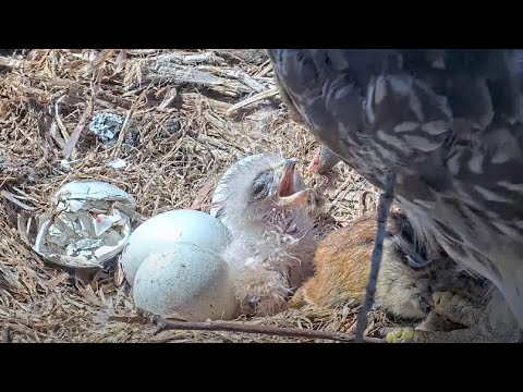 Hatchling Hawk's First Meal! Big Red Feeds Chipmunk To Chick At Cornell Hawks Nest – April 25, 2024