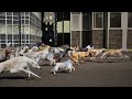 Dogs Speed Comparison Top 15 Fastest Dog Breeds The Fastest Dog In The World
