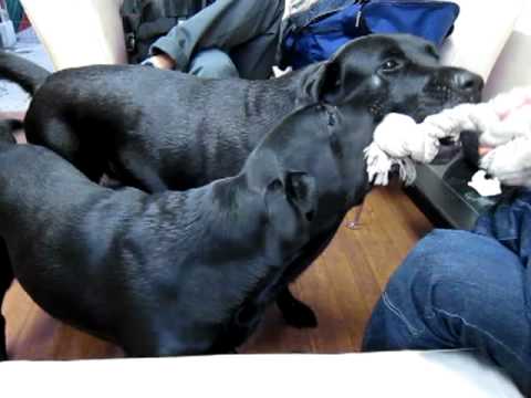 ペルとタマとKO-JI ZERO THREE　vol,2