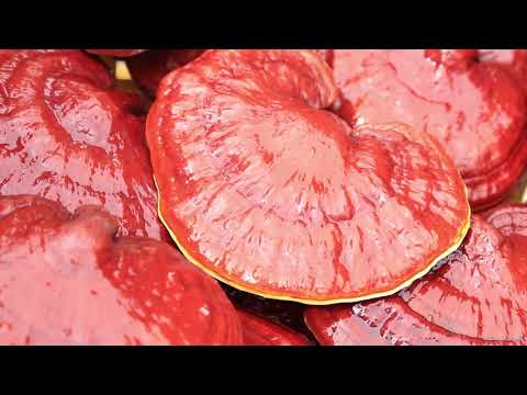 DXN Ganoderma mushroom and DXN Products #ganodermamushroom #dxnproducts