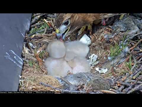 Egg #3 Hatches Overnight In #CornellHawks Nest, All Three Chicks Hatched! – April 29, 2020