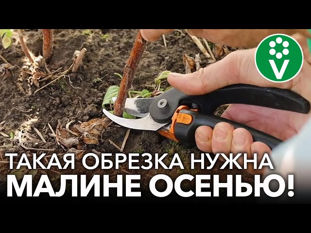 КАК ОБРЕЗАТЬ МАЛИНУ РЕМОНТАНТНУЮ ОСЕНЬЮ? Готовим малину к зиме правильно