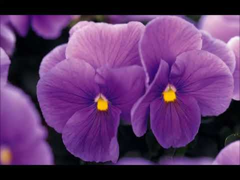 CLAUDIO VALLEJO....PASILLO LA MAS HERMOSA ERES TU..