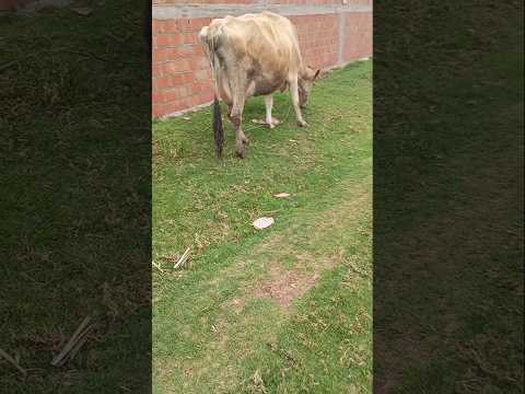 estás son las vacas lecheras en anta cusco