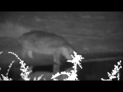 Djuma: Lone Hippo comes for a drink - 00:40 - 06/03/19